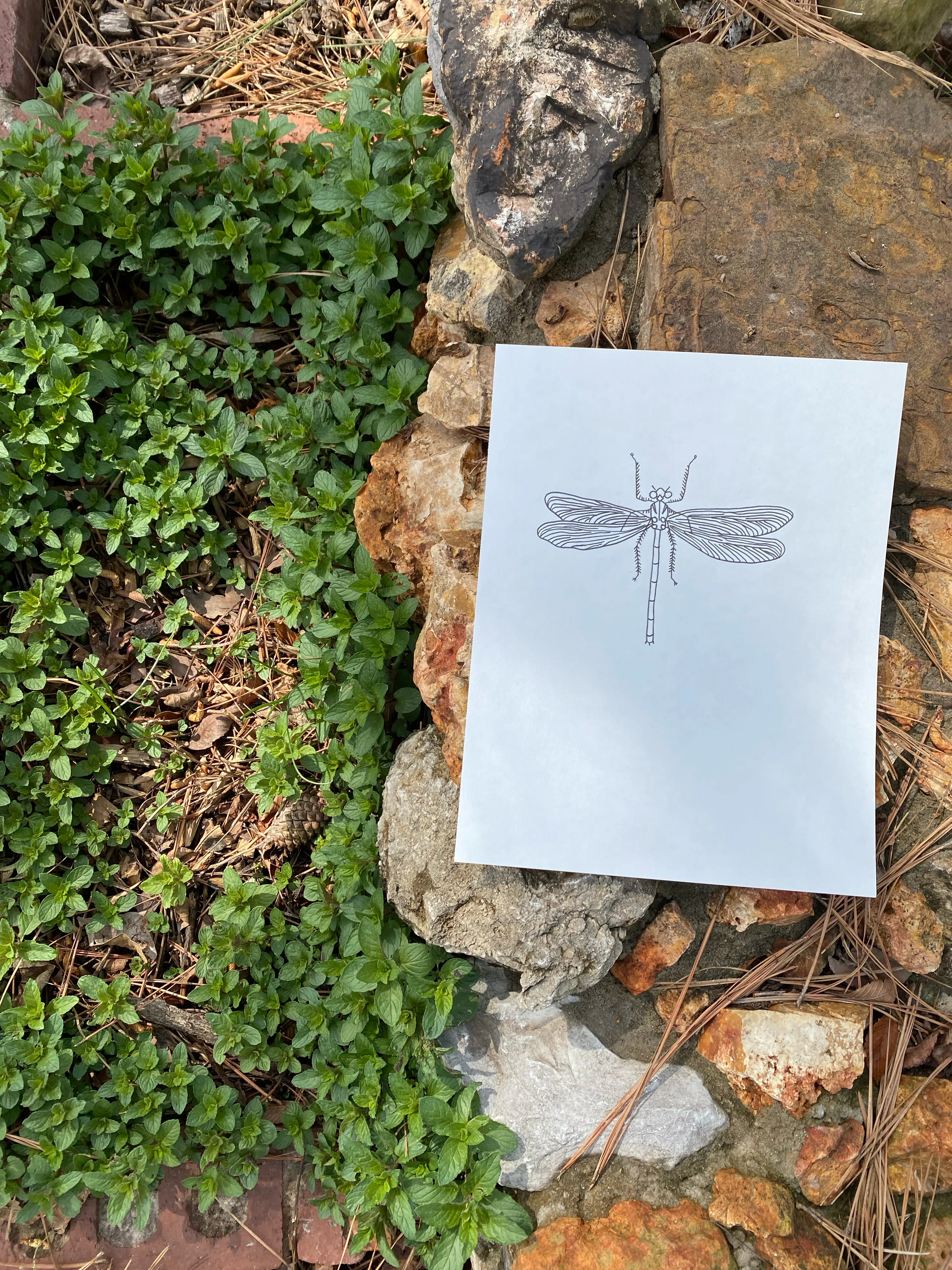 Dragonfly Inked Sketch