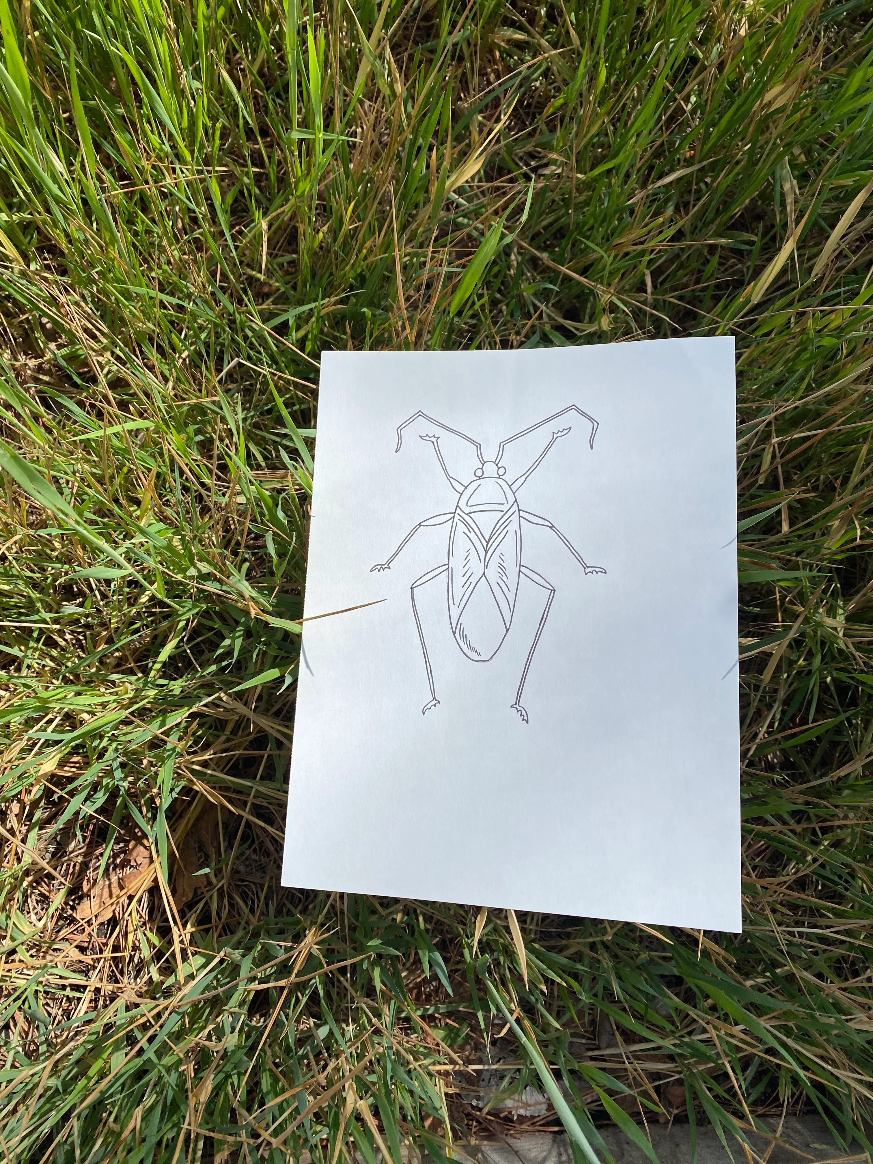 Grasshopper in Wheat