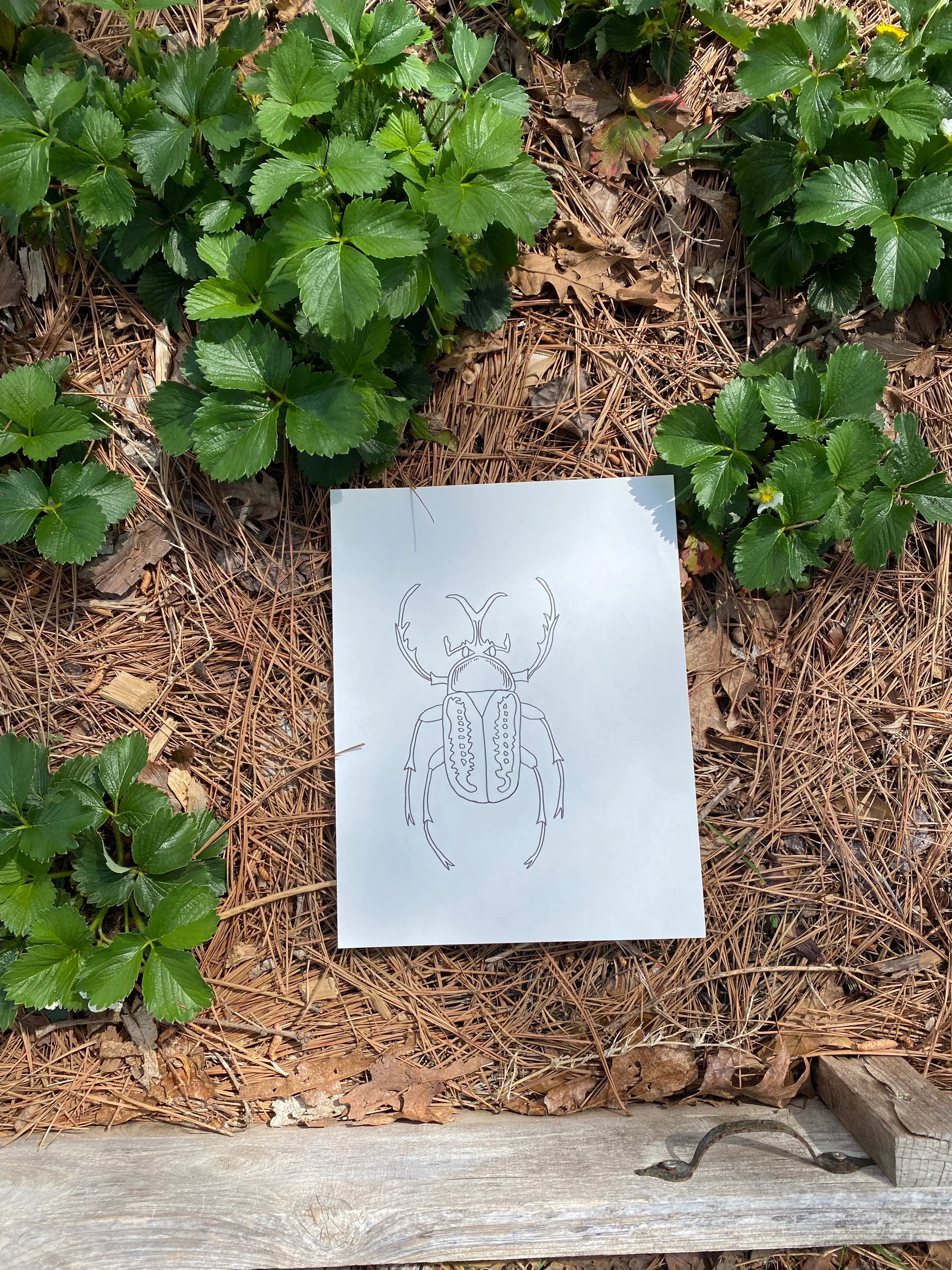 Rhino Beetle Strawberry Patch